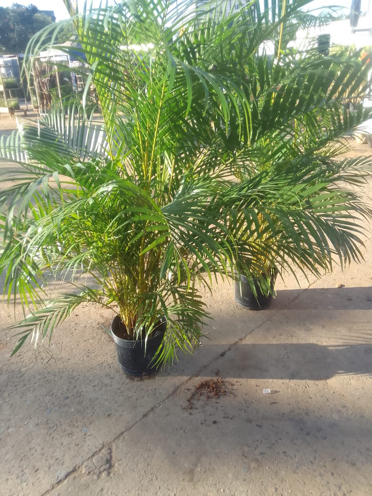 Manutenção de jardim